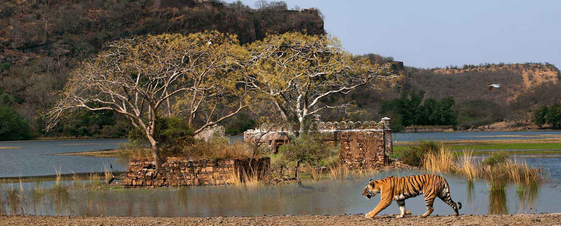 Ranthambhore (SherBagh)