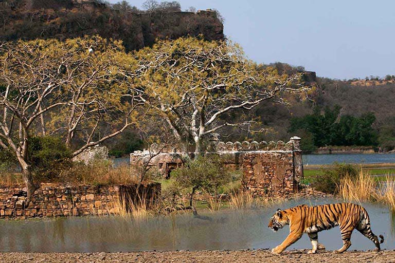 Ranthambhore (SherBagh)12